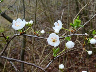 BLOESEMREMEDIE CHERRY PLUM (Kerspruim)(Prunus cerasifera) Inhoud 10 cc BLOESEMREMEDIE CHERRY PLUM (Kerspruim)(Prunus cerasifera) Inhoud 10 cc