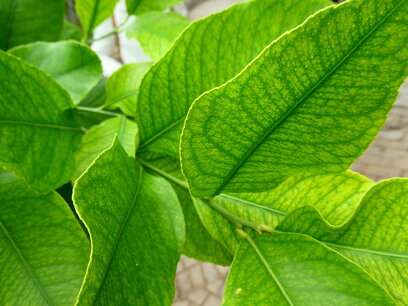 Neroli (blad) 10 cc etherische olie Neroli (blad) 10 cc etherische olie