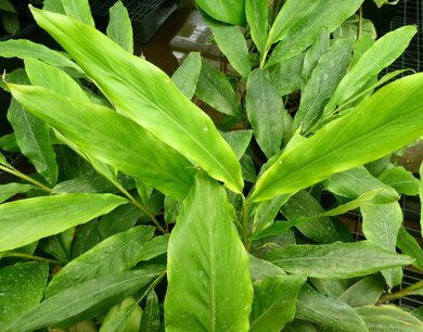 BLOESEMREMEDIE GEMBER (Ginger)(Zingiber officinale) Inhoud 10 cc BLOESEMREMEDIE GEMBER (Ginger)(Zingiber officinale) Inhoud 10 cc