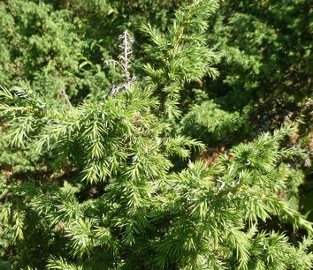 Jeneverbes (vrucht/hout) 5 cc etherische olie Jeneverbes (vrucht/hout) 5 cc etherische olie