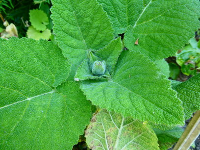 Scharlei (blad/bloem) 5 cc etherische olie Scharlei (blad/bloem) 5 cc etherische olie