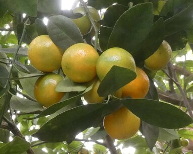 Bergamot (schil) 10 cc etherische olie Bergamot (schil) 10 cc etherische olie